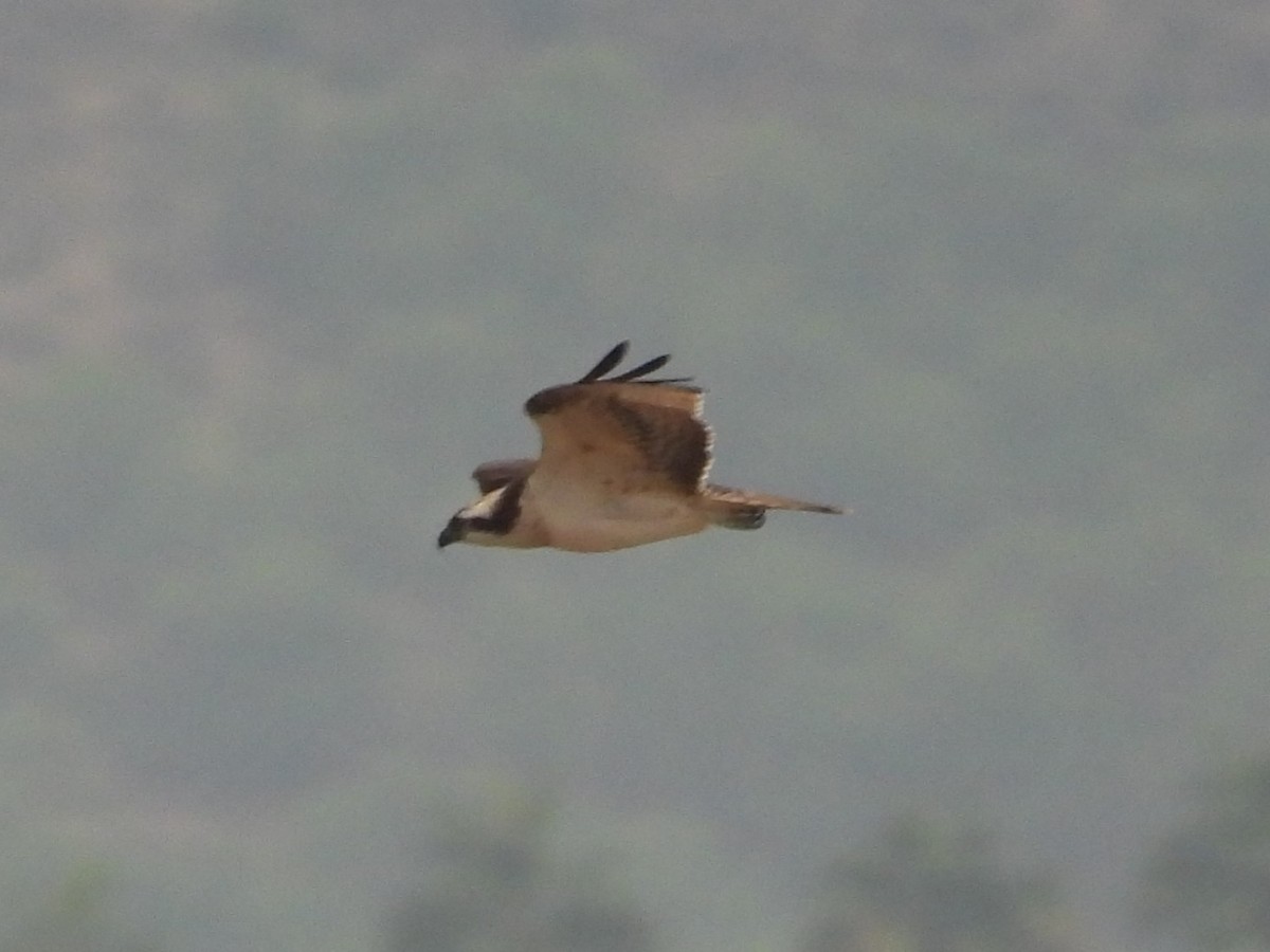 Osprey - ML643303738