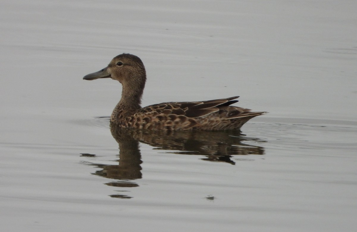 アカシマアジ - ML643303742
