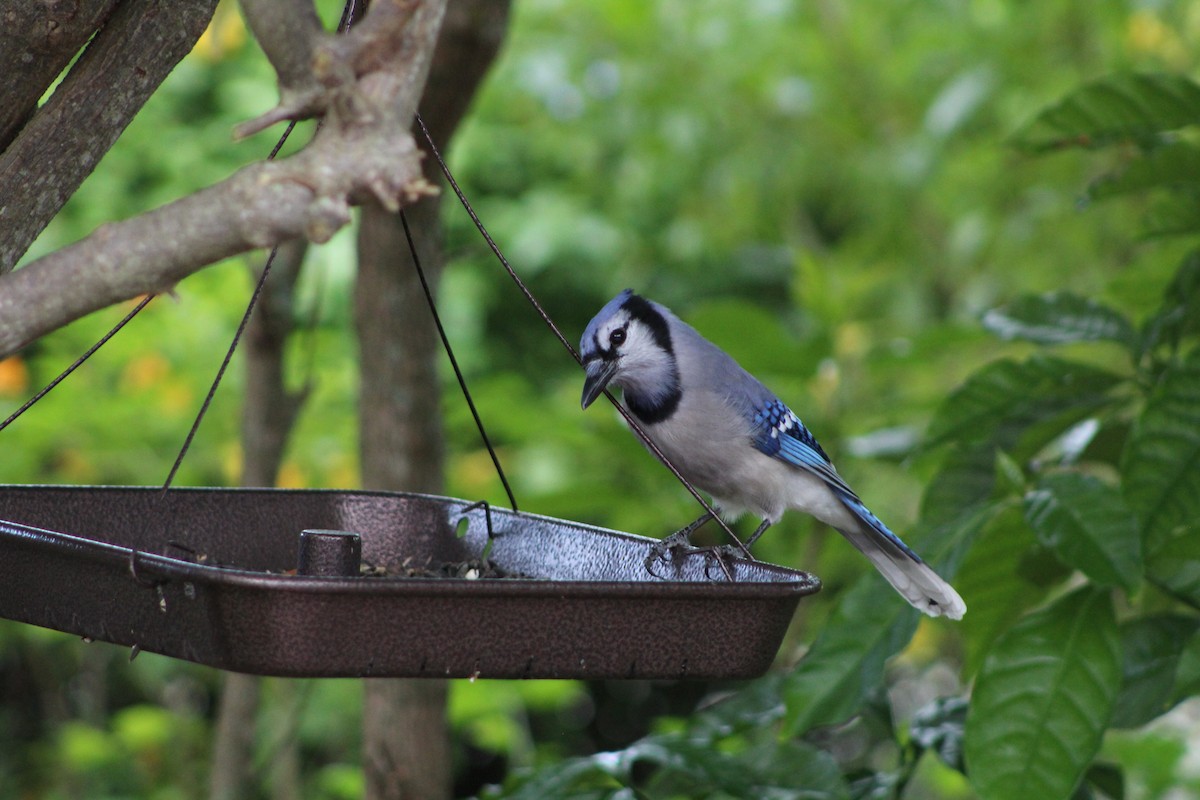 Blue Jay - ML643303750
