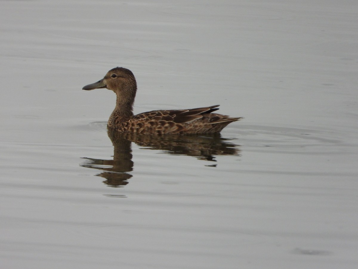 アカシマアジ - ML643303751