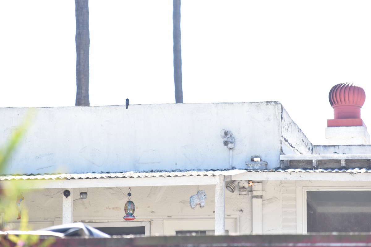 Black Phoebe - ML643303755