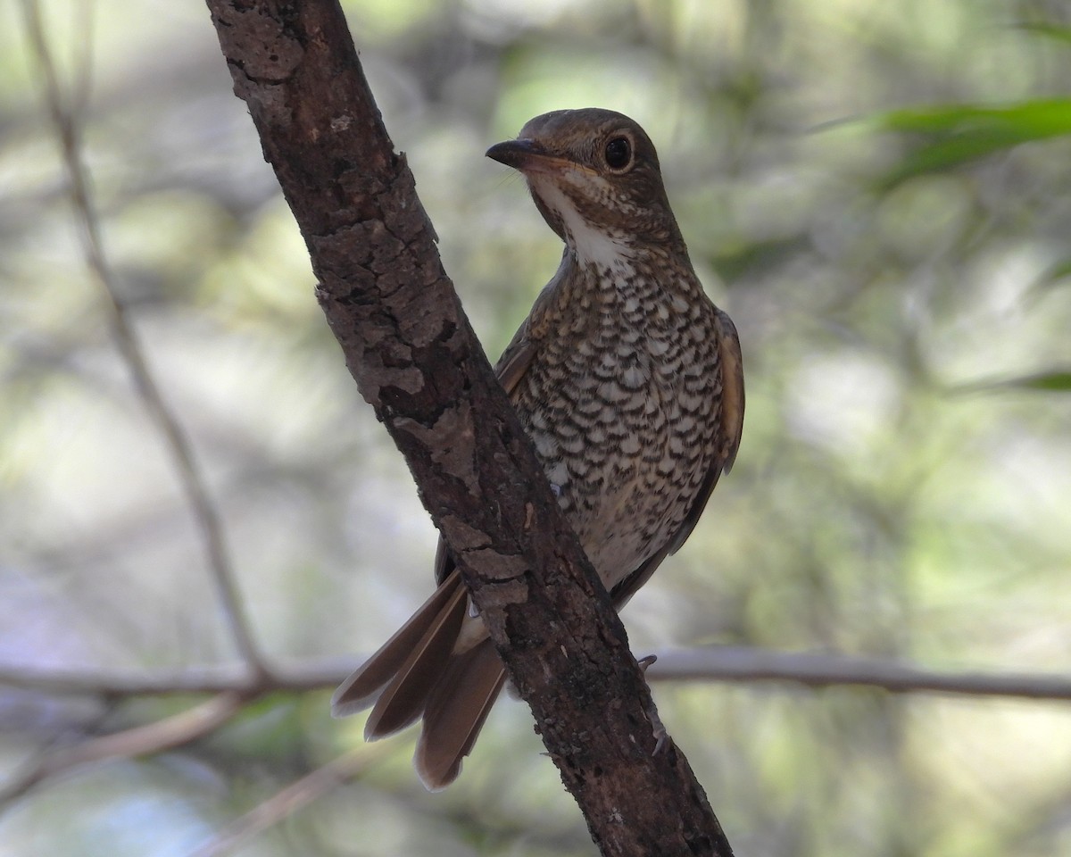 Blue-capped Rock-Thrush - ML643303770