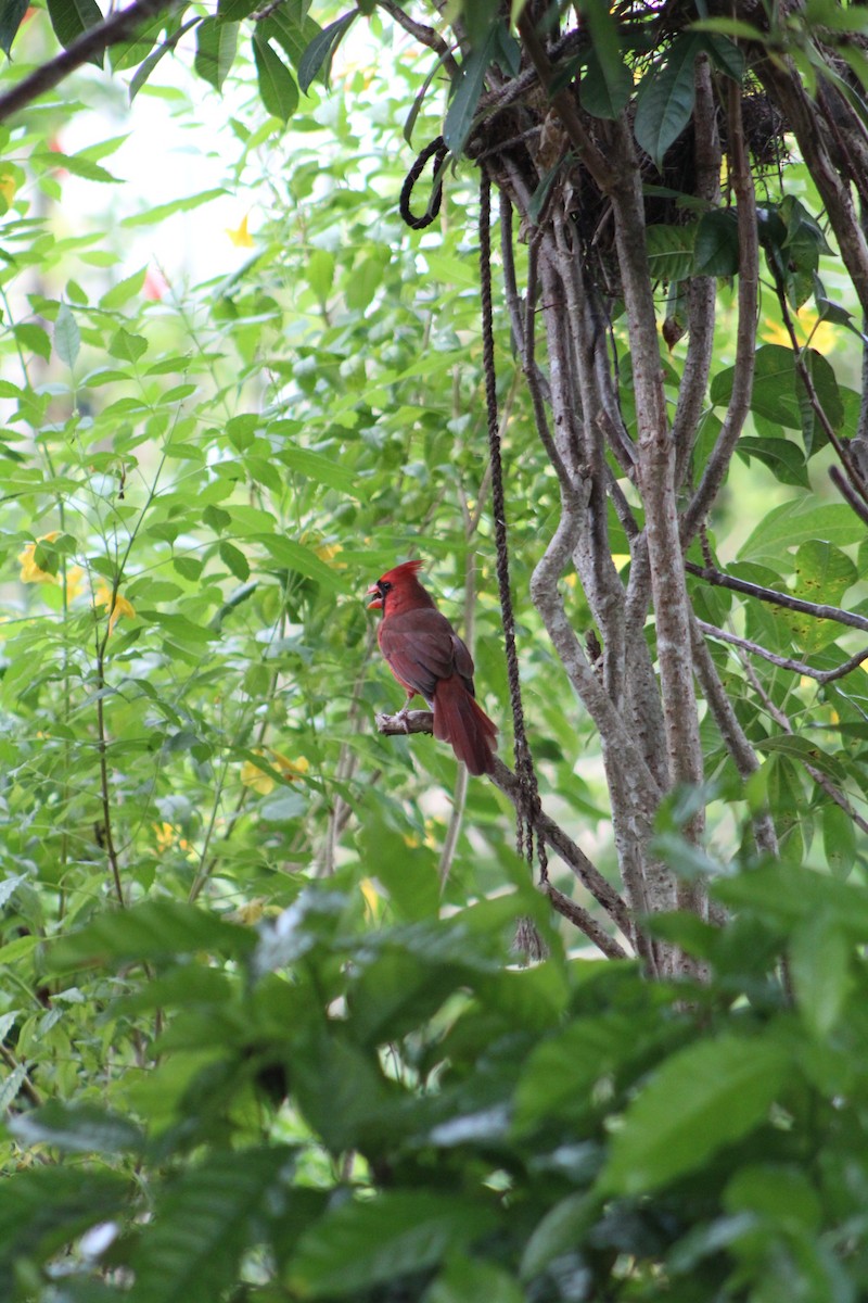 Northern Cardinal - ML643303771