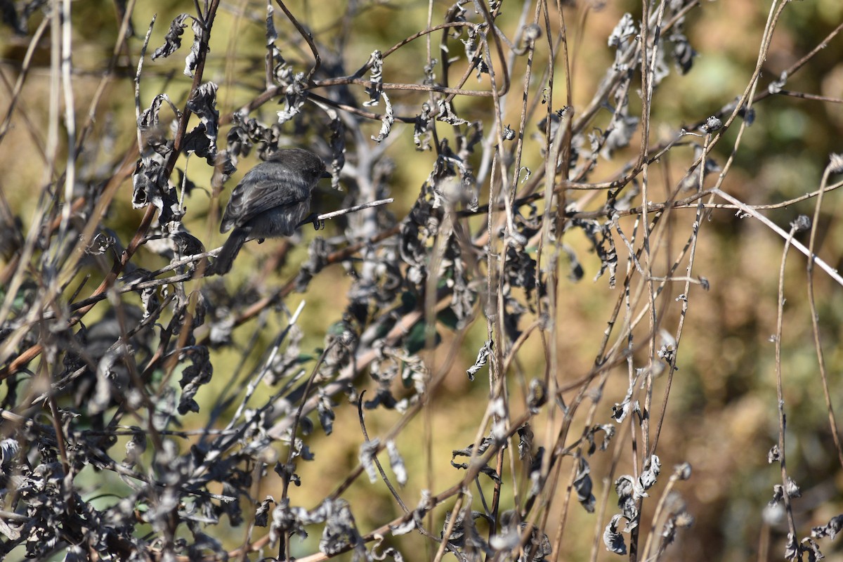 Bushtit - ML643303783