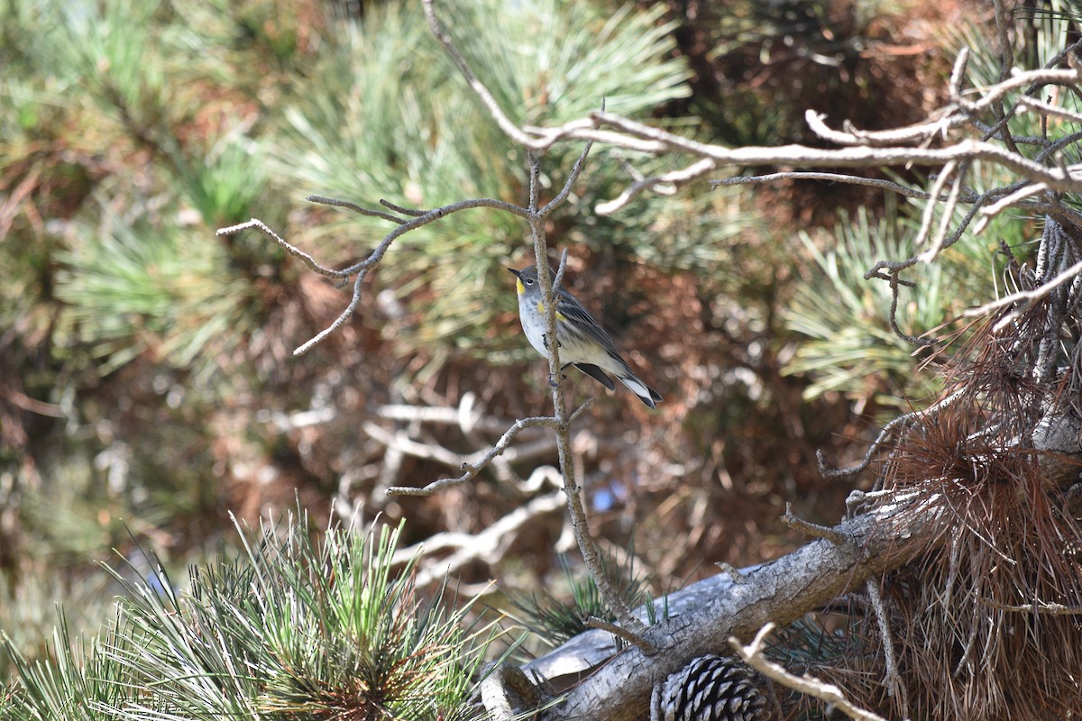 Yellow-rumped Warbler - ML643303794