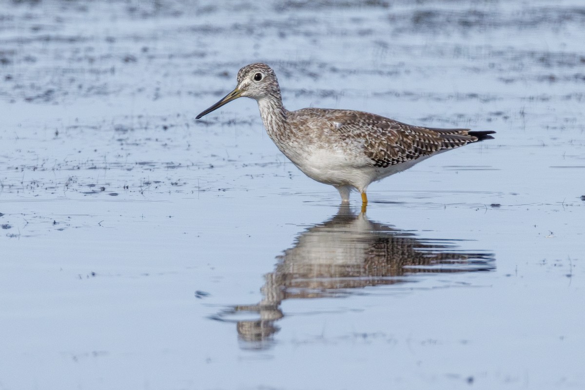 Greater Yellowlegs - ML643303805
