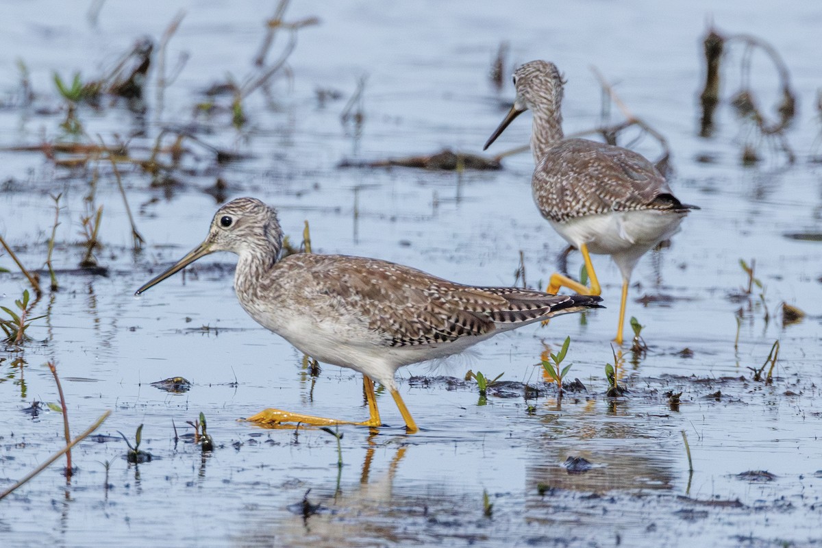 Greater Yellowlegs - ML643303806