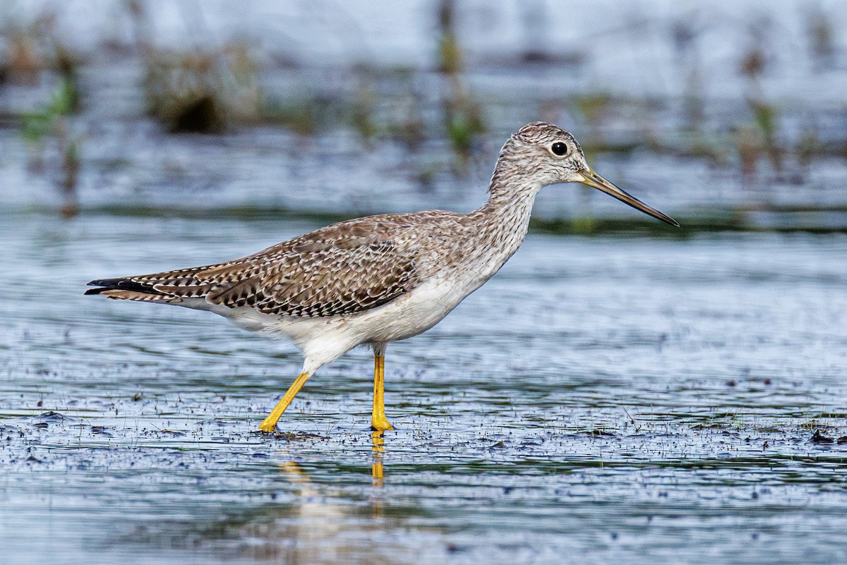 Greater Yellowlegs - ML643303807