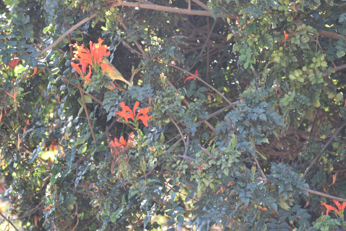 Orange-crowned Warbler - ML643303811