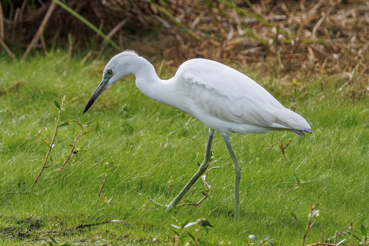 Little Blue Heron - ML643303824