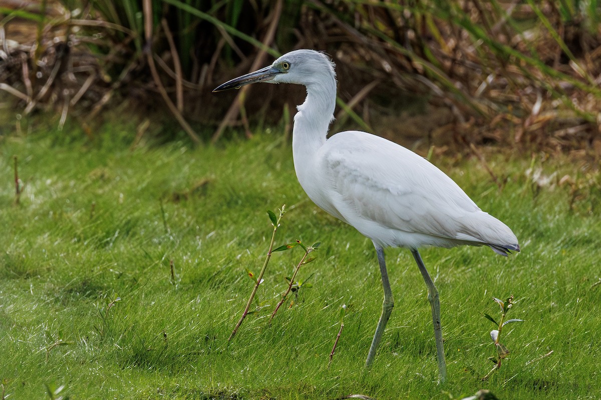 Little Blue Heron - ML643303825