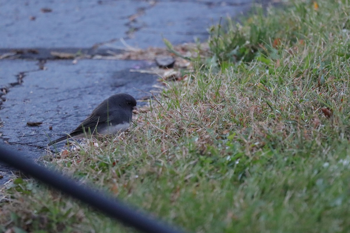 Dark-eyed Junco (Slate-colored) - ML643303832