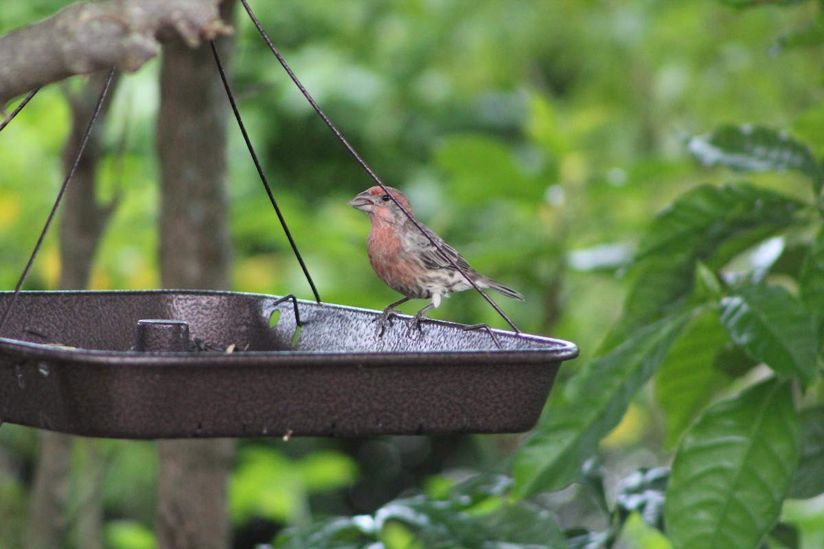 House Finch - ML643303833