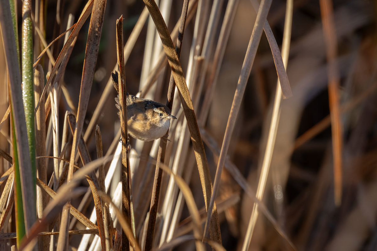 Marsh Wren - ML643303838