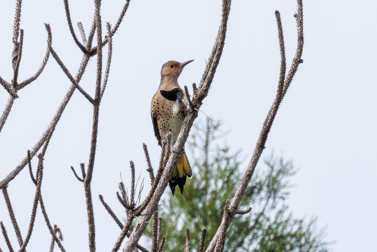 Northern Flicker - ML643303854