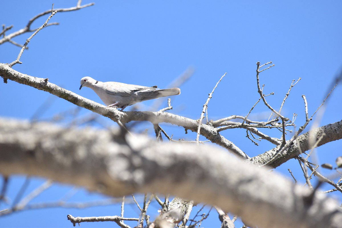 Буулгат хүүрзгэнэ - ML643303856