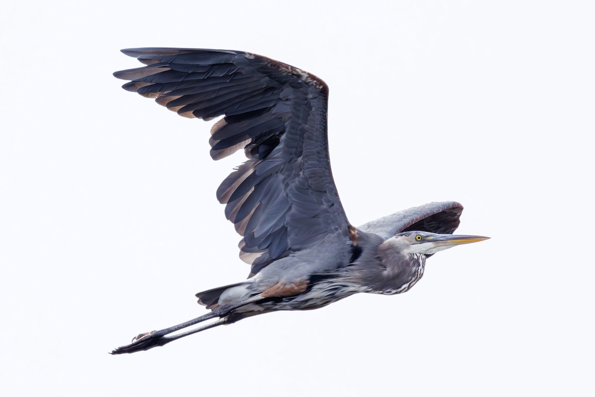 Great Blue Heron - ML643303868