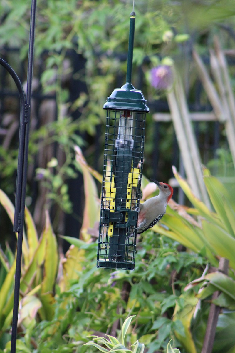 Red-bellied Woodpecker - ML643303872