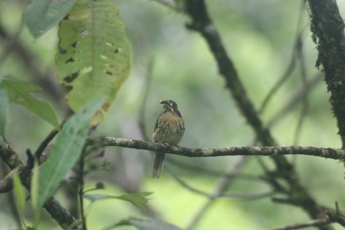 White-whiskered Puffbird - ML643303878