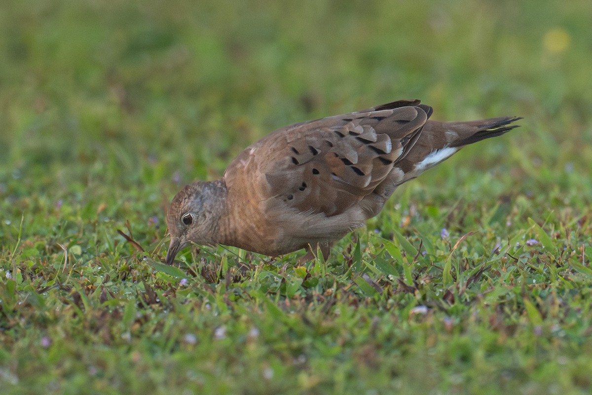 Ruddy Ground Dove - ML643303896
