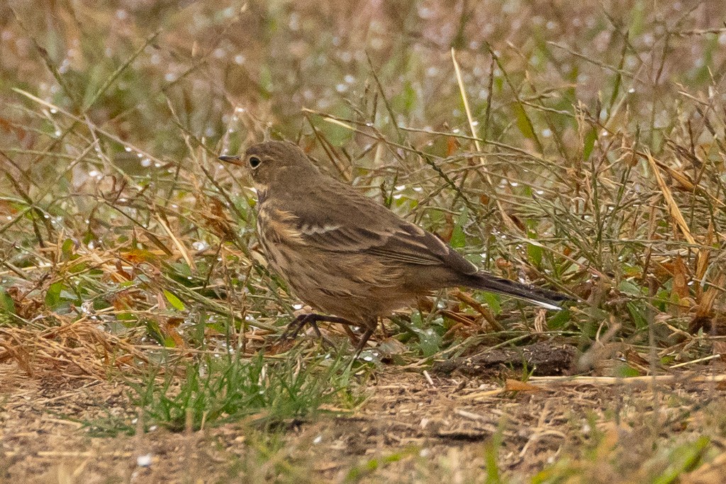 American Pipit - ML643303927