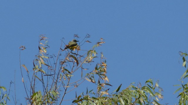 Tropical Kingbird - ML643303930
