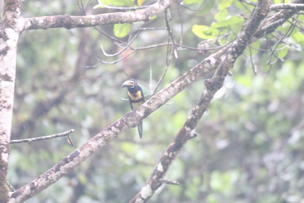 Collared Aracari (Collared) - ML643303945