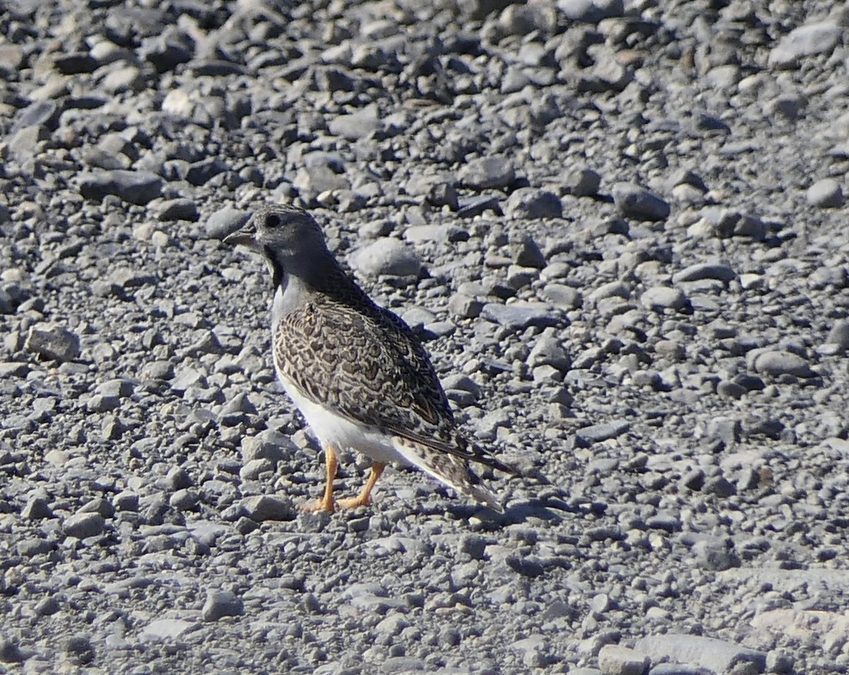 Least Seedsnipe - ML643303971