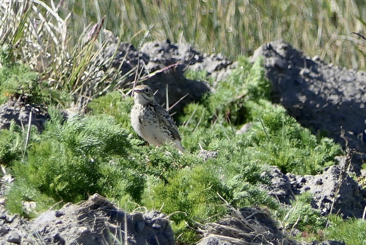 Correndera Pipit - ML643303991