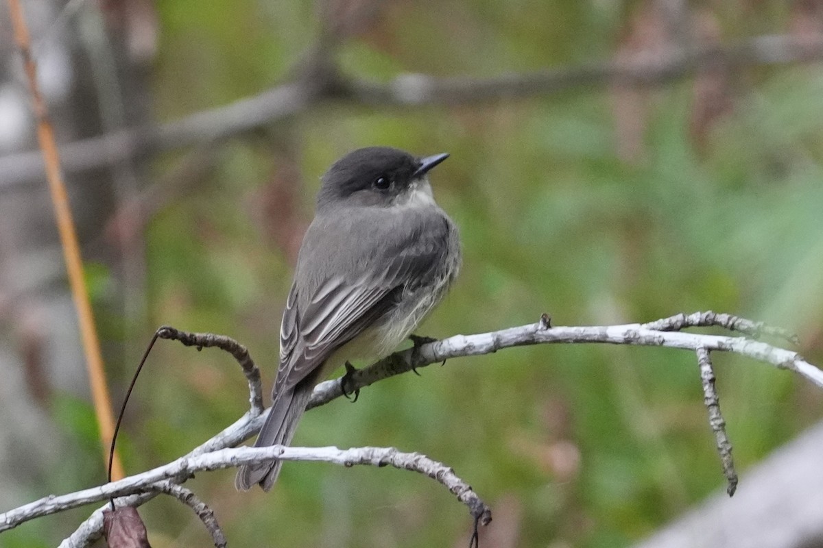 Eastern Phoebe - ML643304019