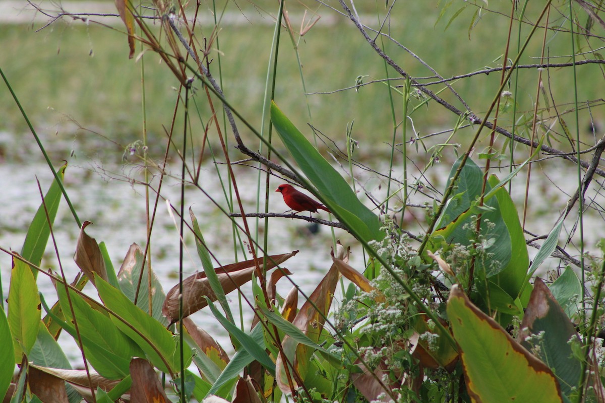 Northern Cardinal - ML643304068