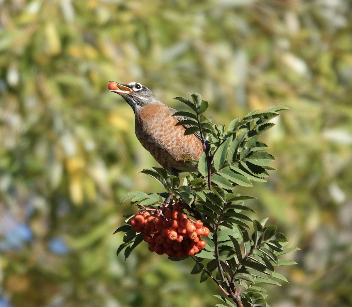 Merle d'Amérique - ML643304092