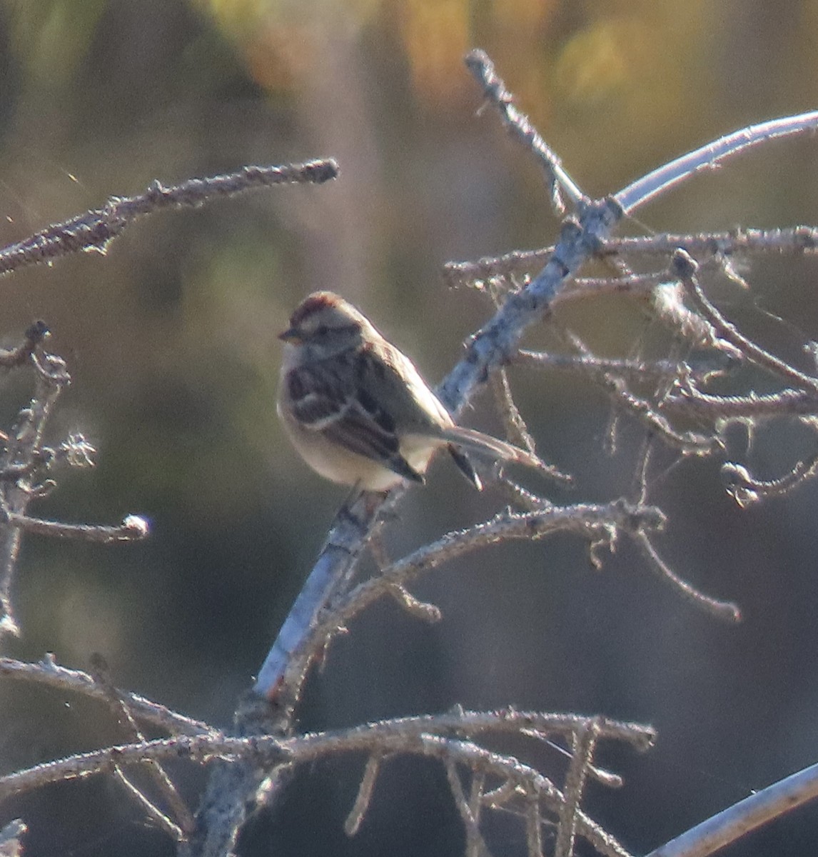 American Tree Sparrow - ML643304099