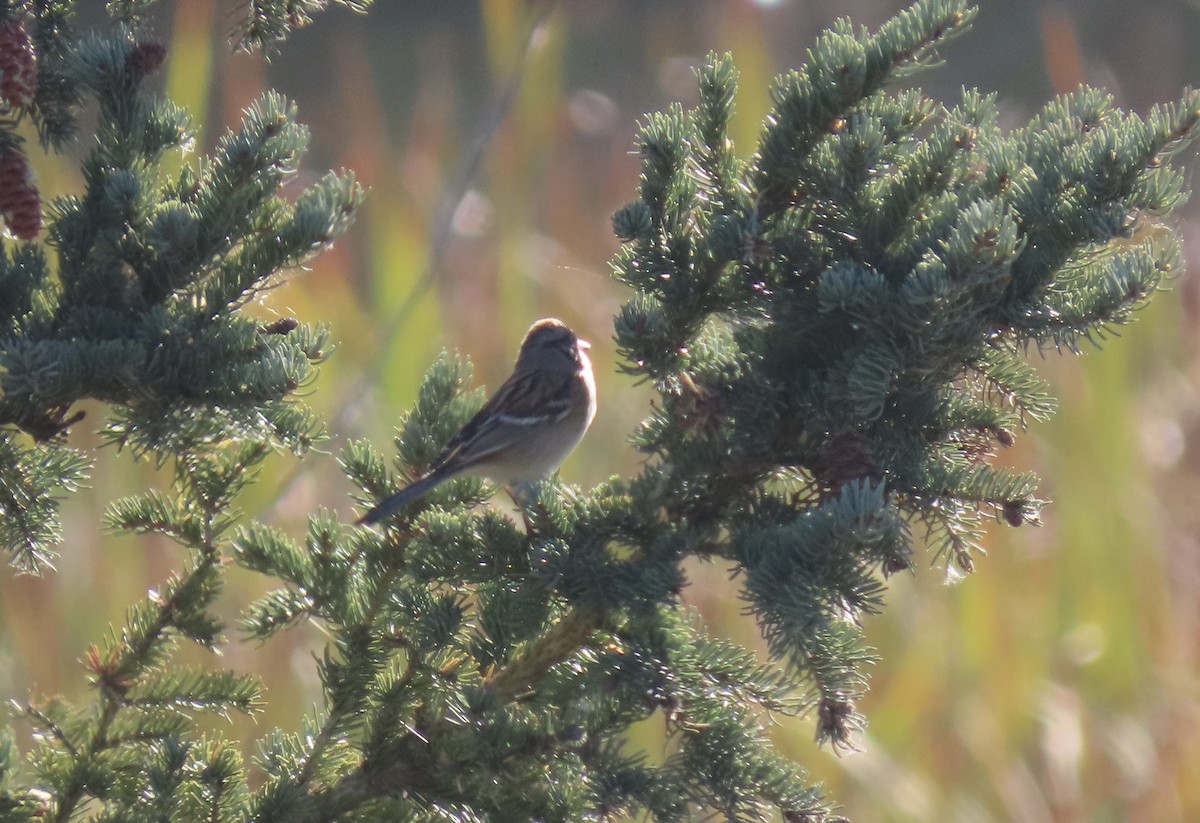 American Tree Sparrow - ML643304100