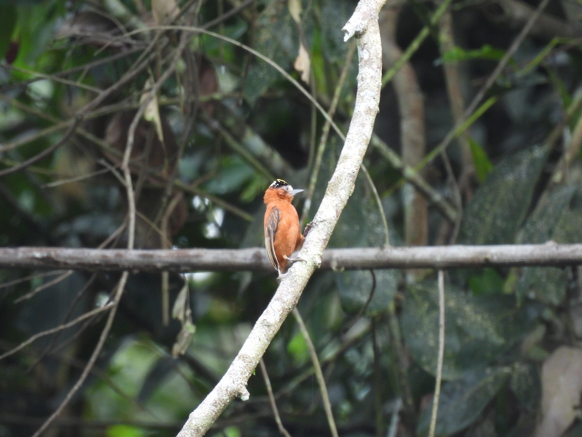 Chestnut Piculet - ML643304110