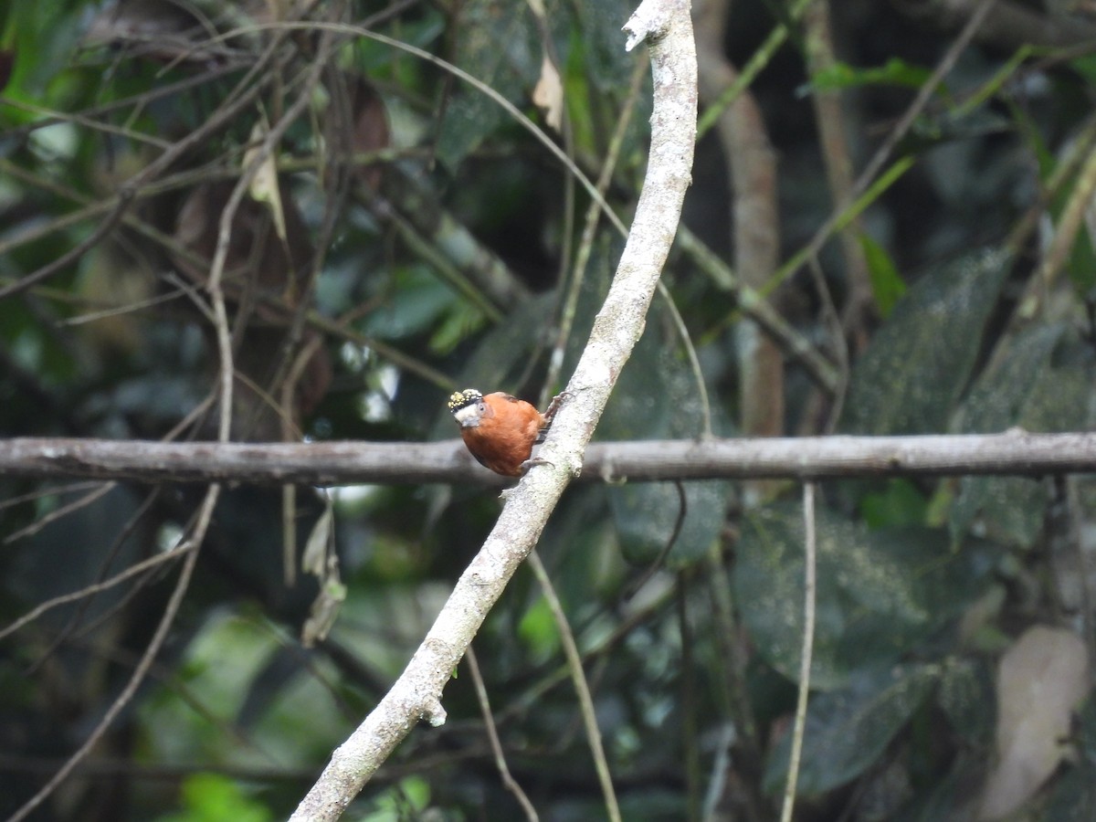 Chestnut Piculet - ML643304111
