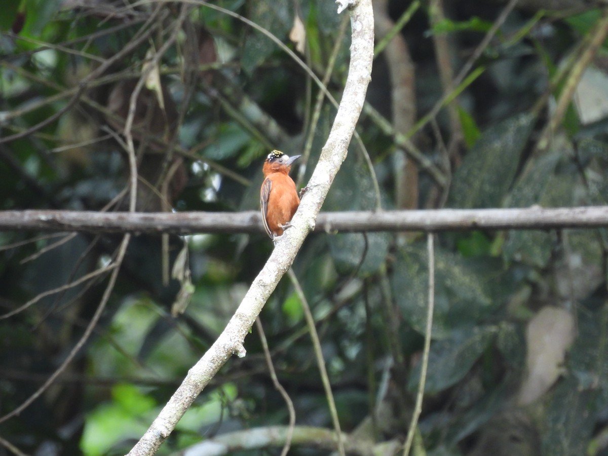 Chestnut Piculet - ML643304112