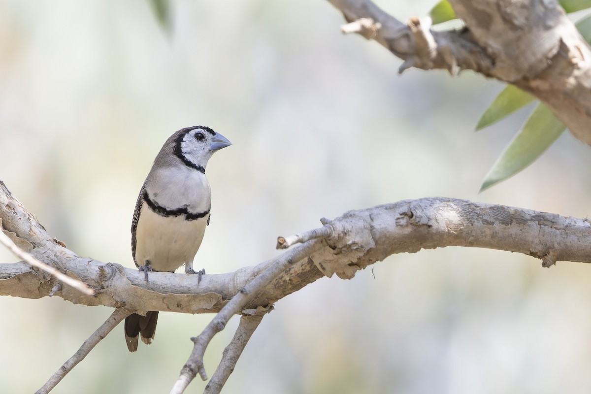 Double-barred Finch - ML643304120