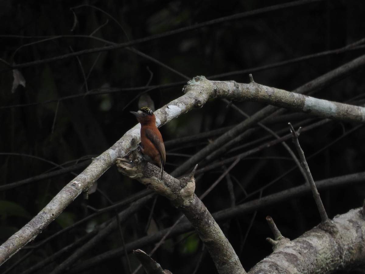 Chestnut Piculet - ML643304121