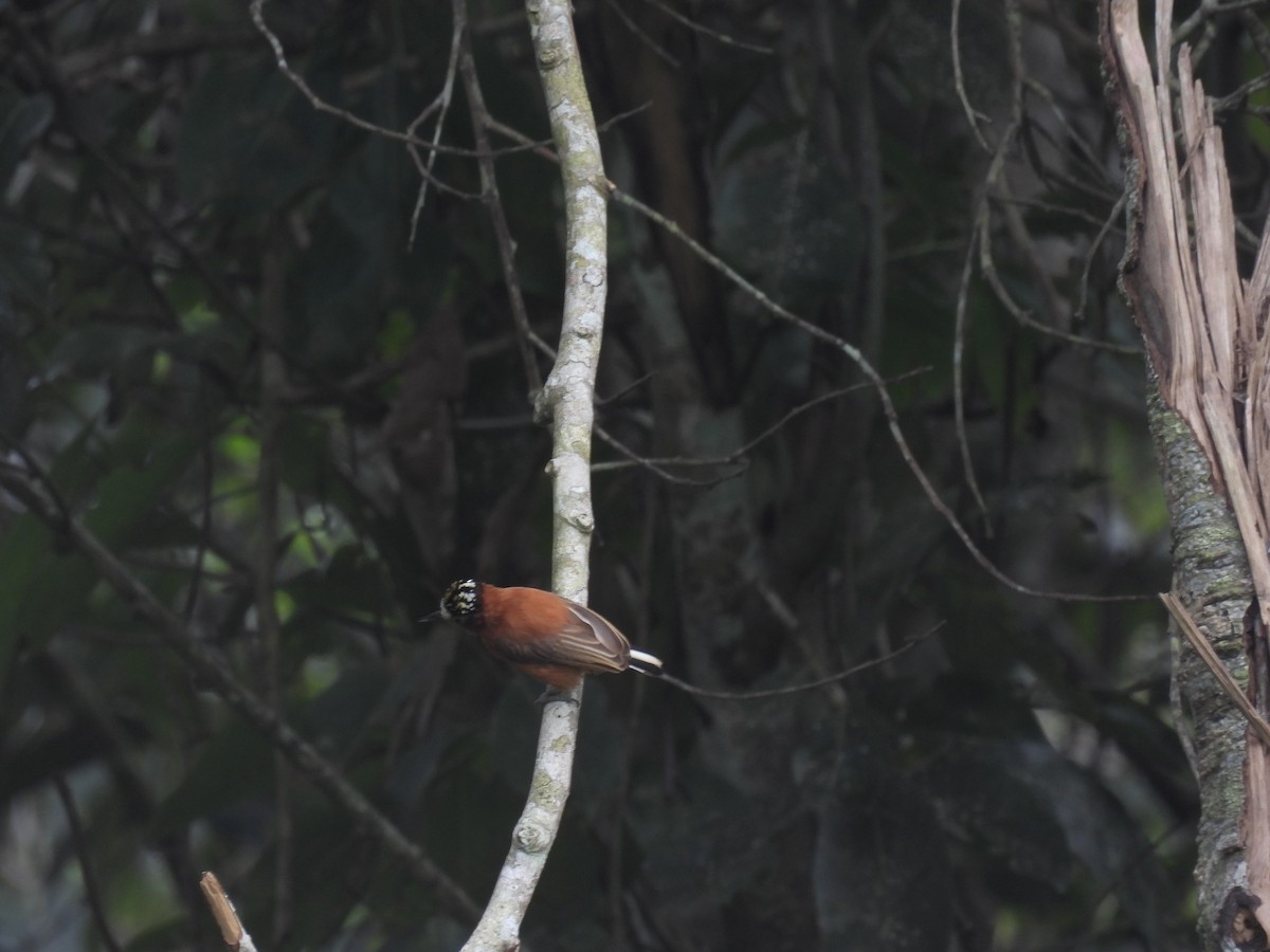 Chestnut Piculet - ML643304122