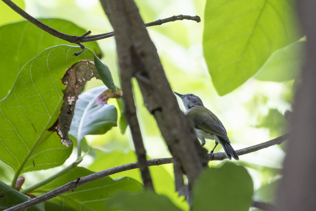 Green-backed Gerygone - ML643304127