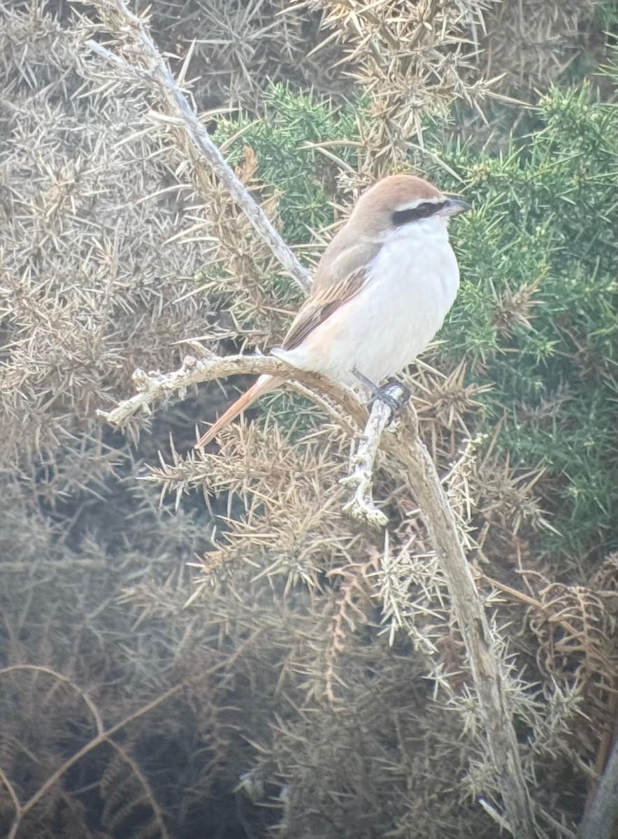 Red-tailed Shrike - ML643304158