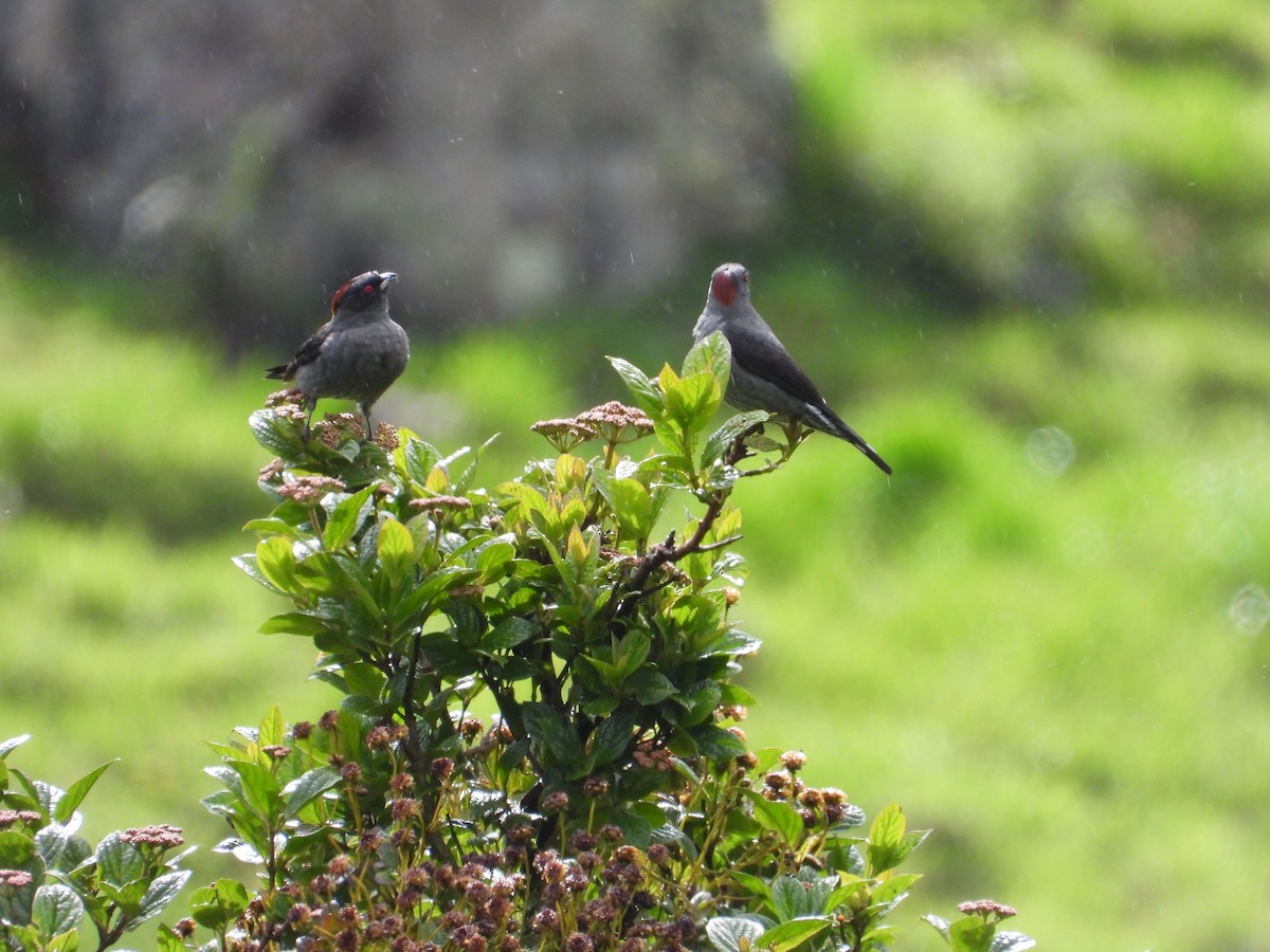 Red-crested Cotinga - ML643304181