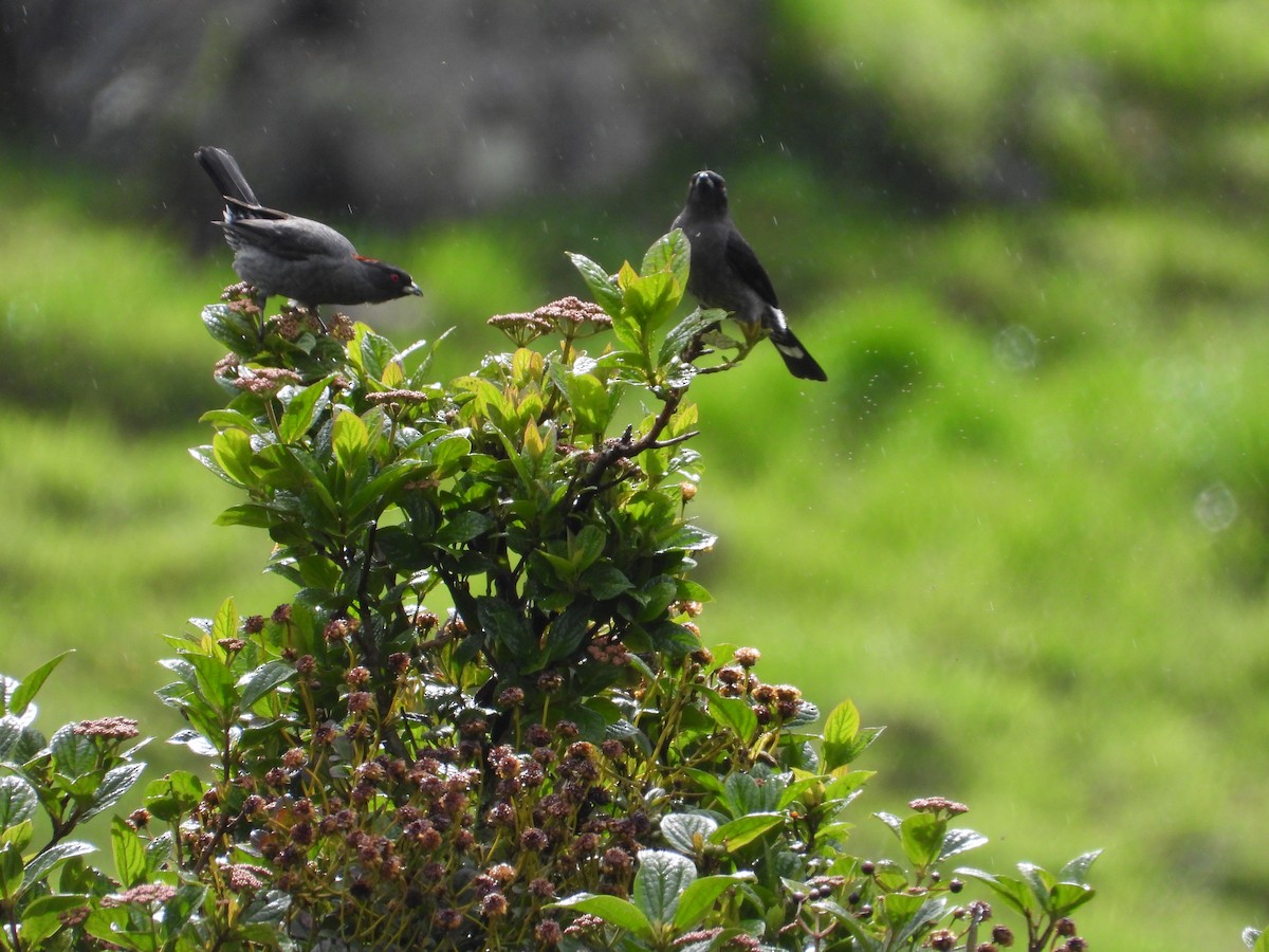 Red-crested Cotinga - ML643304183