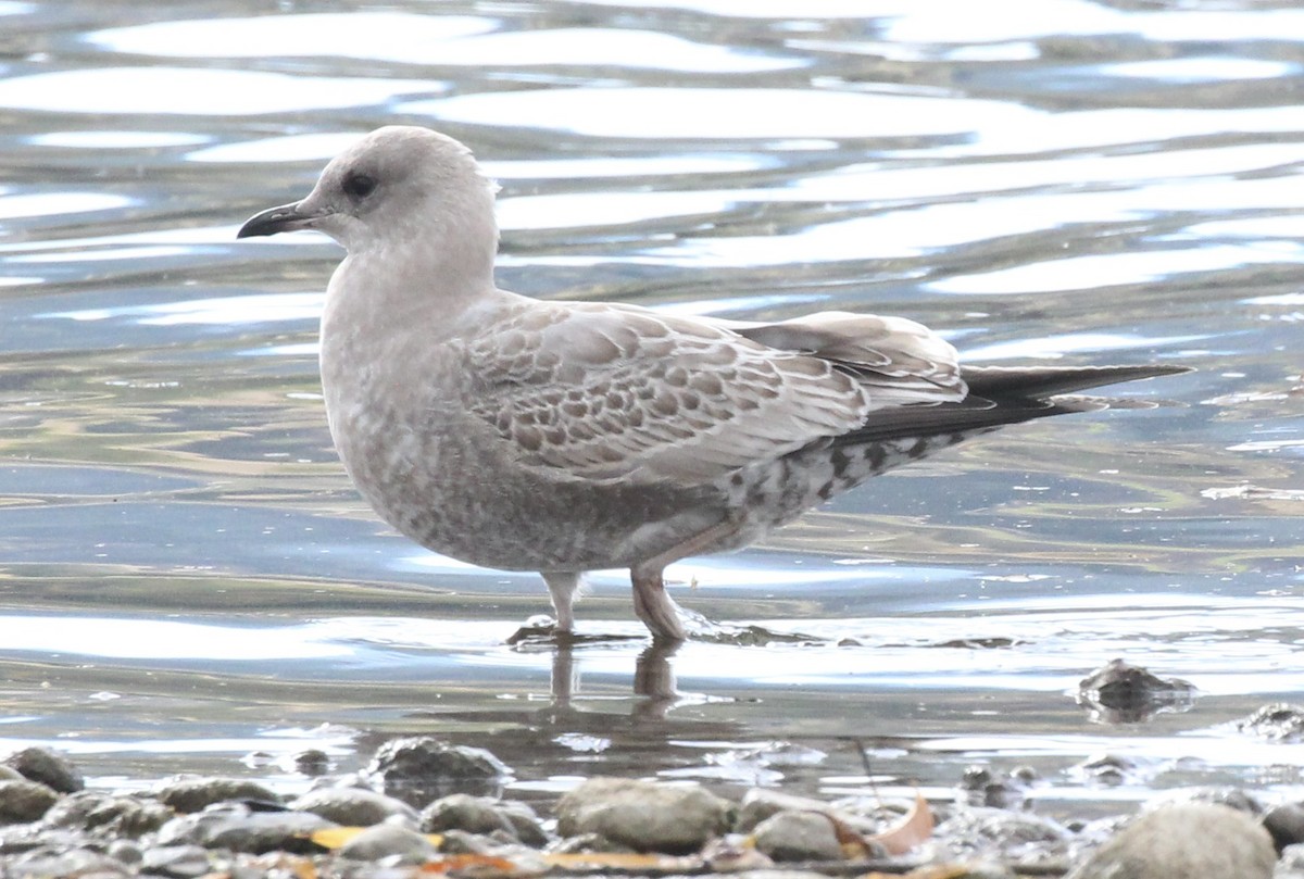 Short-billed Gull - ML643304184