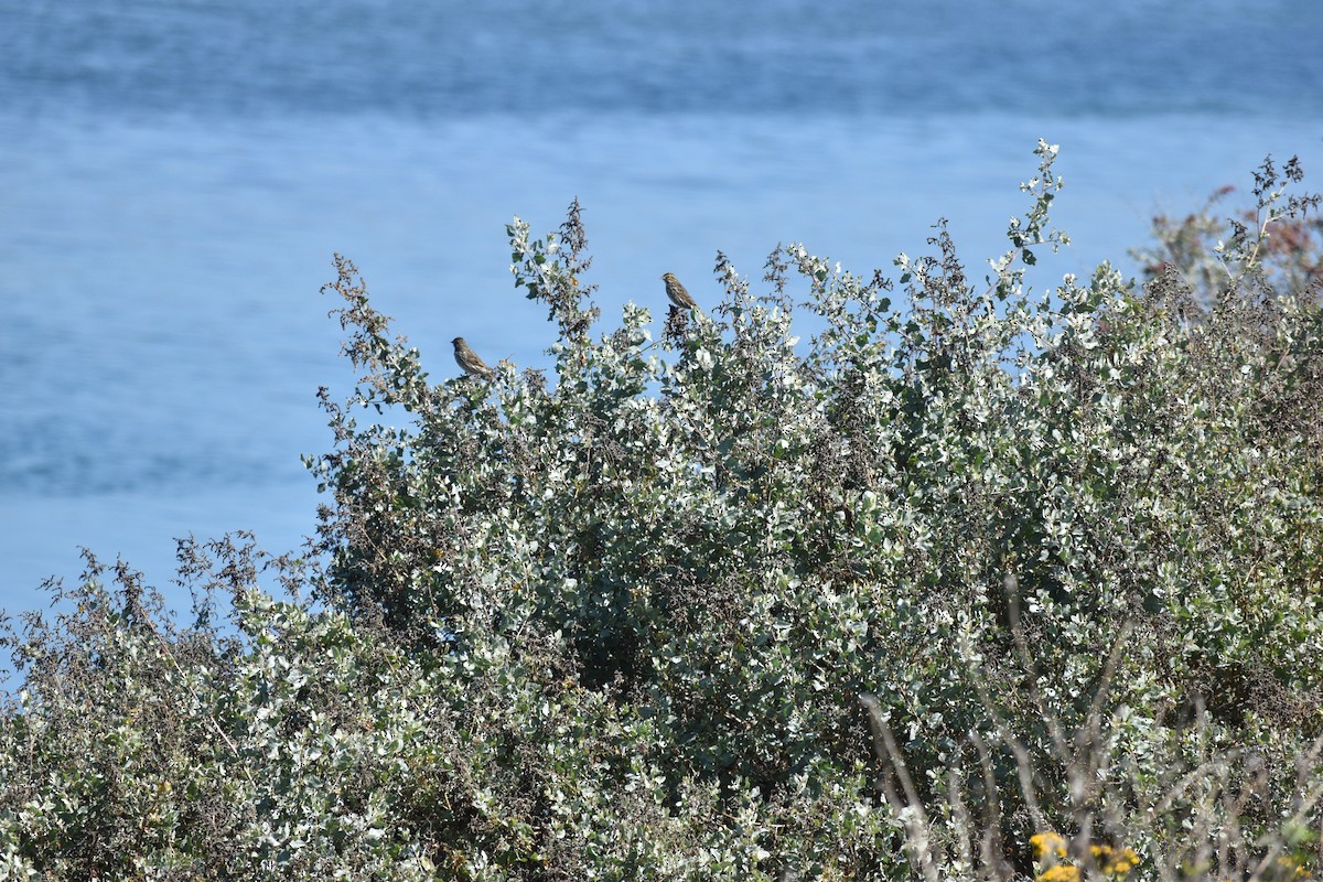 Savannah Sparrow - ML643304197