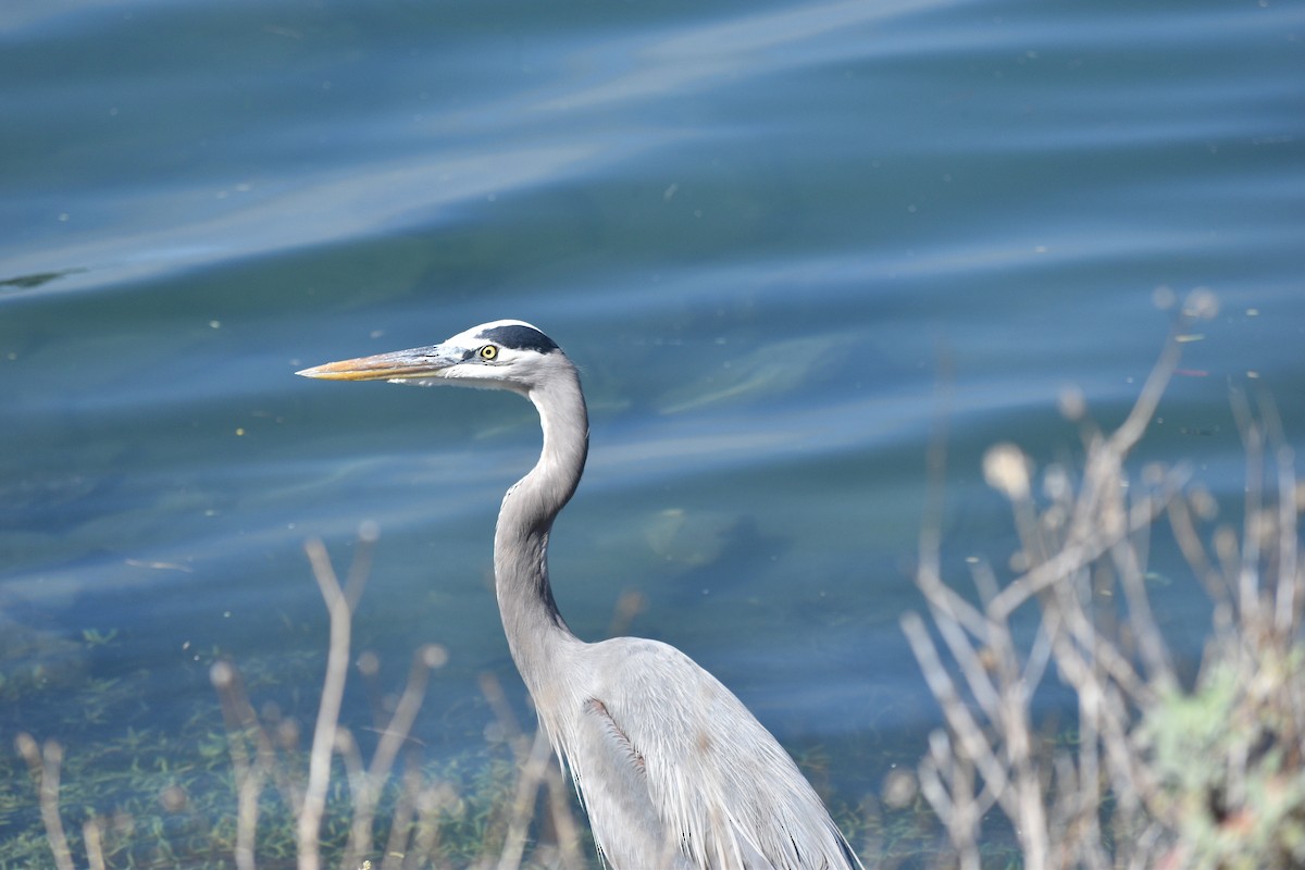 Great Blue Heron - ML643304209
