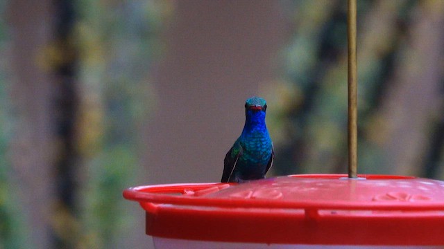 Colibri circé - ML643304213