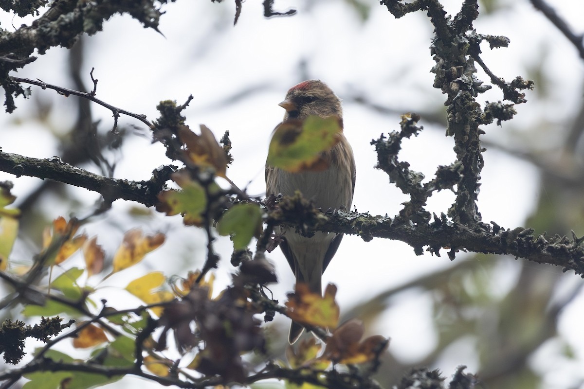 Redpoll (Lesser) - ML643304229