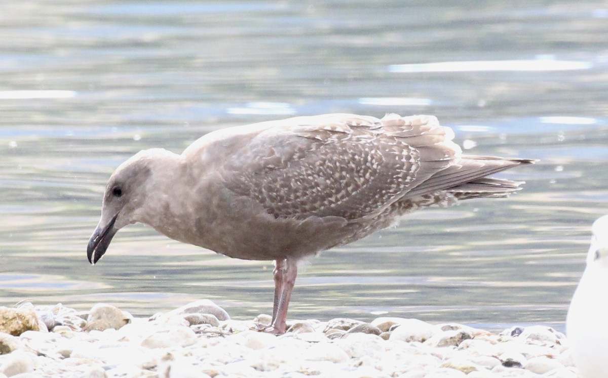 Glaucous-winged Gull - ML643304243